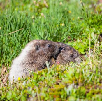 marmot