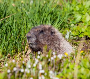 marmot