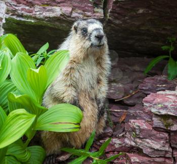 marmot