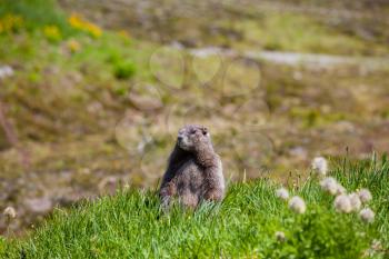 marmot