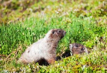 marmot