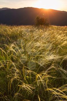 meadow in mountains