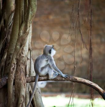 Monkeys in Anuradhapura, Sri Lanka