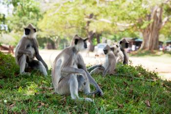 Monkeys in Anuradhapura, Sri Lanka