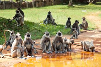 Monkeys in Anuradhapura, Sri Lanka