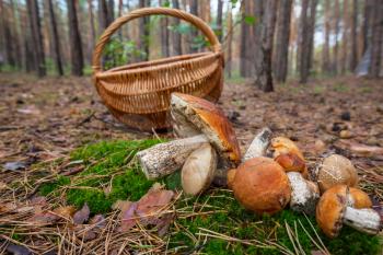 mushrooms in basket