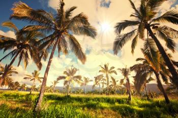 Palm plantation on Hawaii