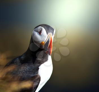 puffin