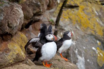 puffin