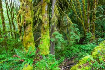 rain forest