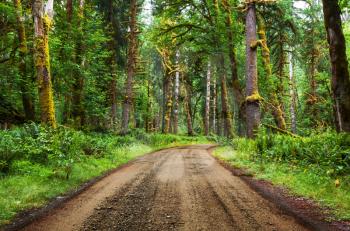 rain forest