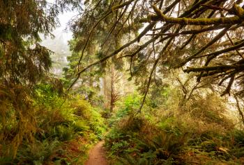 rain forest