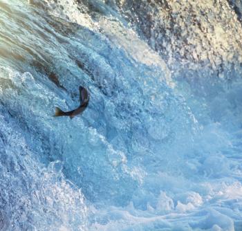 salmon in Katmai river