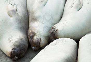 sea elephant