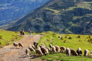 Sheeps in Bolivia