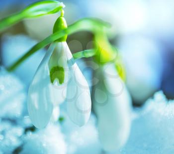 snowdrops