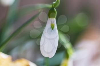 snowdrops