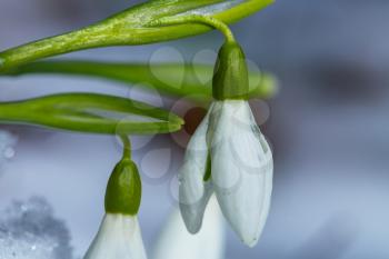 snowdrops