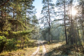 road in forest