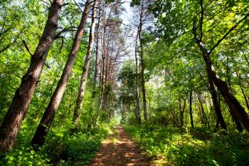 summer forest