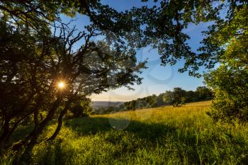 summer meadow