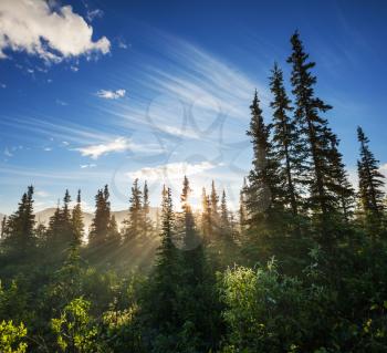 Sunny beams in forest