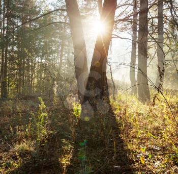 Sunny beams in forest