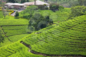 Tea plantation