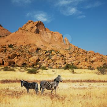 zebras at sunset