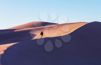 Hiker in sand desert. Sunrise time.