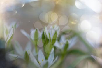 Snowdrops in spring season