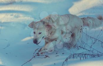 Dog in winter forest