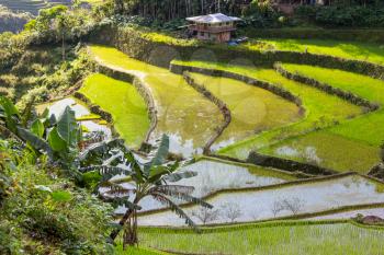 Beautiful Green Rice terraces in the Philippines. . Rice cultivation in the Luzon island.