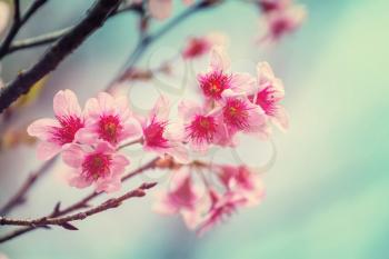 Flowers of the cherry blossoming in the spring garden