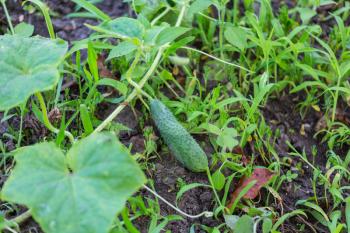 Growing cucumber in the garden