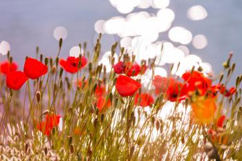 Wild red poppies on the meadow in sunny day. Decorated with light spots.