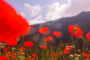 Wild red poppies on the meadow in sunny day. Decorated with light spots.