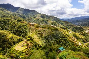 Beautiful Green Rice terraces in the Philippines. Rice cultivation in the Luzon island.