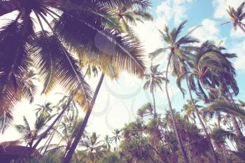 Palm plantation on tropical island