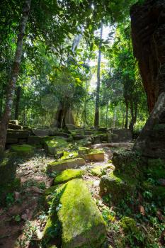 Tree swallowing ancient ruins of Angkor Wat Cambodia