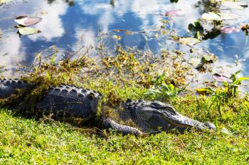 Alligator in Florida