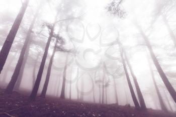 Magic misty forest