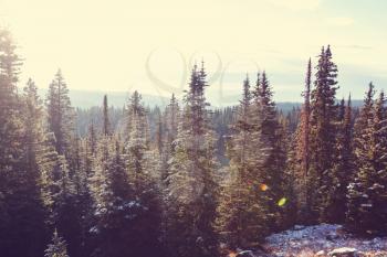 Scenic snow-covered forest in winter season. Good for Christmas background.