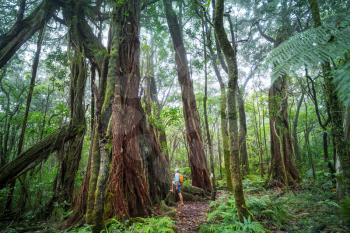 Hiker on the trail in green jungle, Hawaii, USA