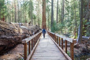 Sequoias forest in summer season