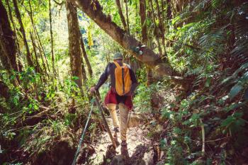 Hiking in green tropical jungle, Costa Rica, Central America