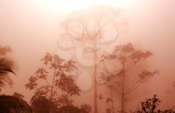 Misty Rainforest in  Costa Rica,  Central America