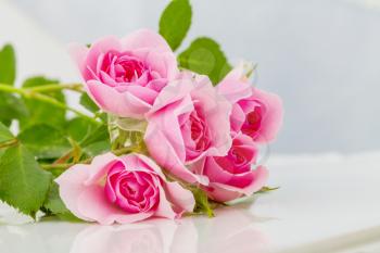 Pink Rose, beautiful nature background