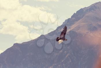 Flying condor in the Colca canyon,Peru