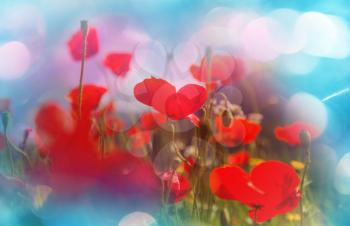 Wild red poppies on the meadow in sunny day. Decorated with light spots.